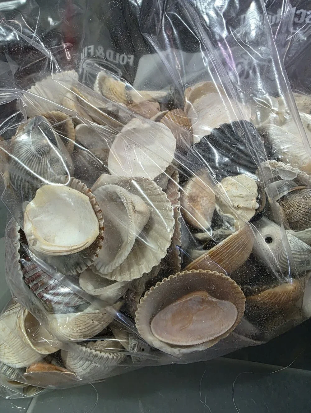 Mixed Natural Seashells, 3 lb Bag - Picture 2 of 3